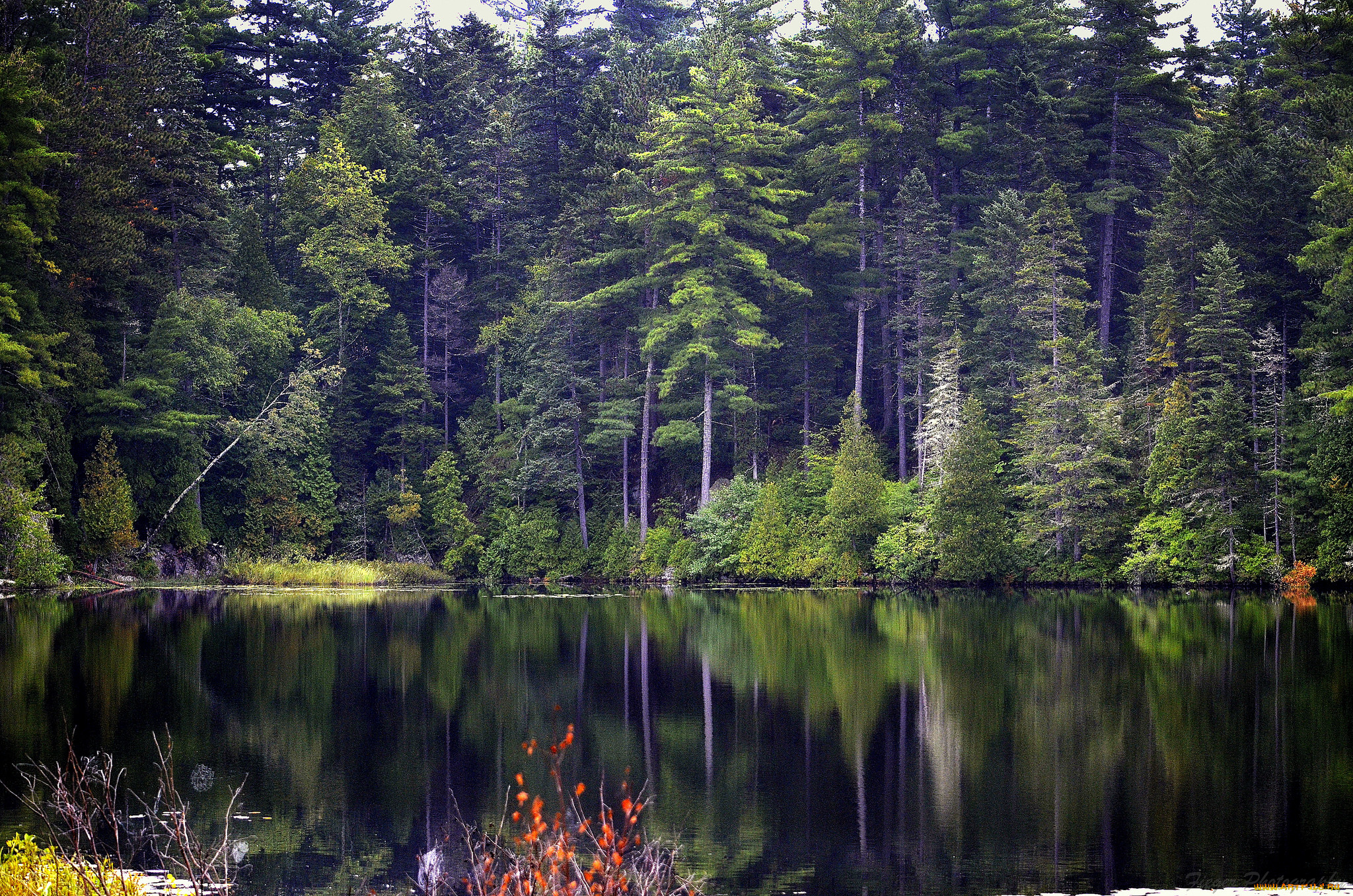 Хвойная тишина. Тайга (хвойные леса) реки Сыктывкар. Простор сибирской реки хвойный лес. Лесное озеро (Forest Lake). Лесное (озеро, Северная Америка).